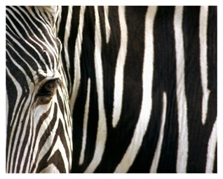 Zebra-1