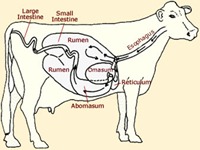 cowstomach