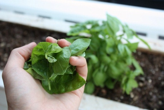 IMG_1419 (640x427) (2)