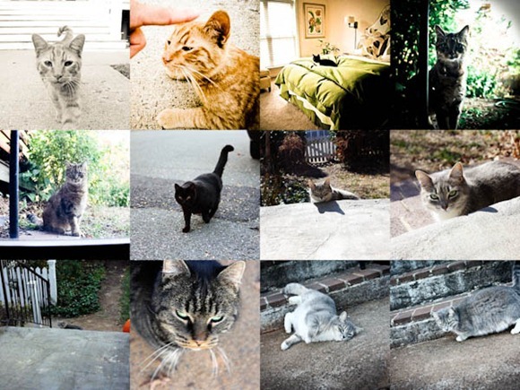 KittiesBlog