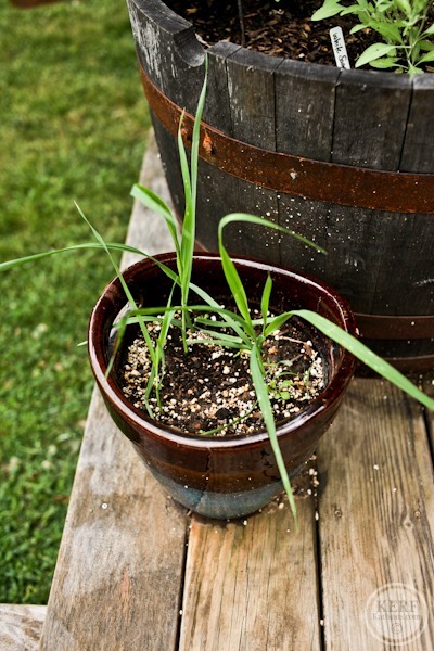 oats growing at home in pot