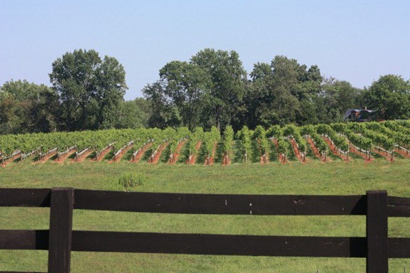 Vineyards