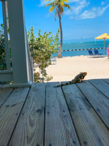 iguana at tranquility bay