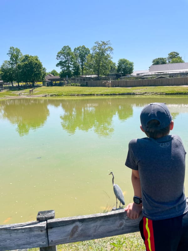 Day Trip To The Richmond Metro Zoo • Kath Eats