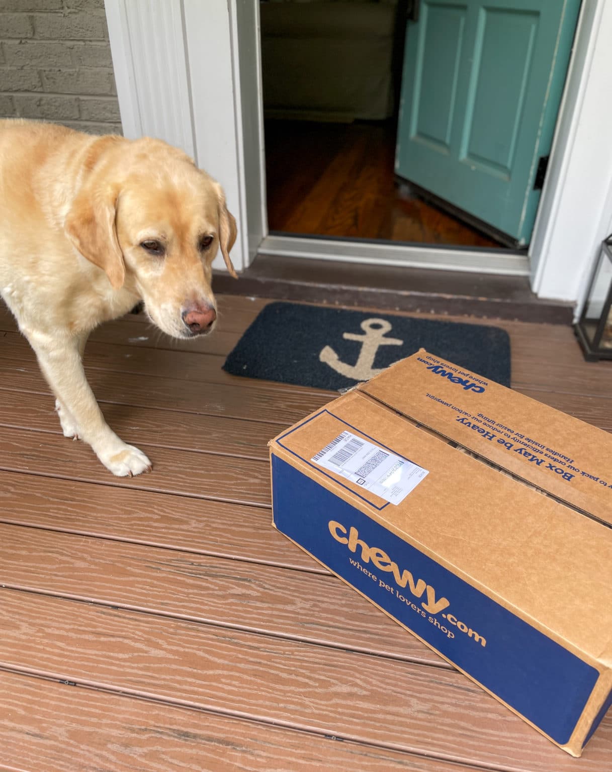 lab sniffing Chewy box on doorstep