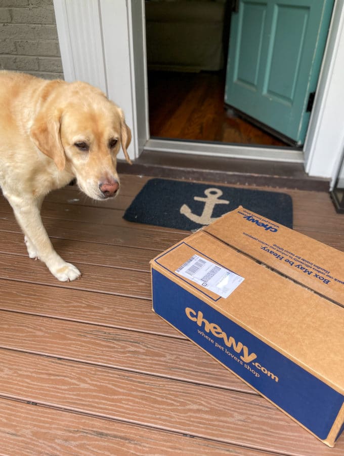 lab sniffing Chewy box on doorstep