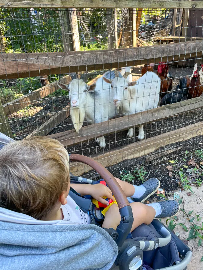 friendly neighborhood goats