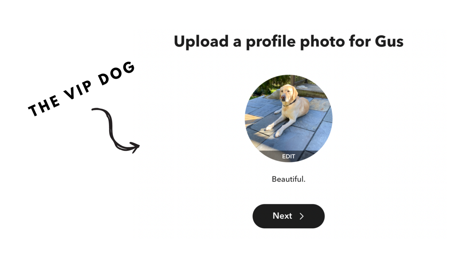 photo of the family dog photo of the family dog