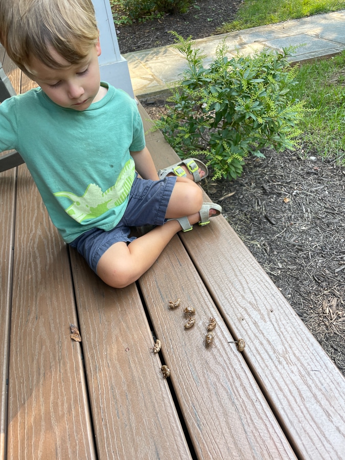 child playing with cicada shells | Those End Of Summer Blues