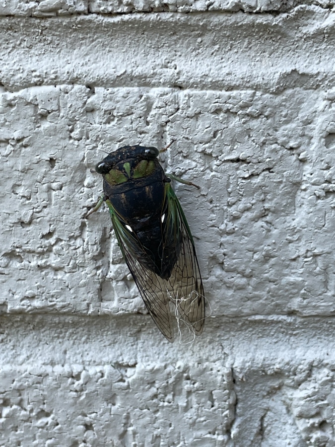 cicada on the wall