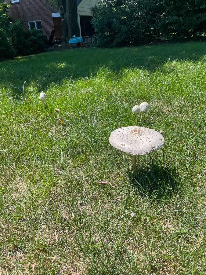 mushroom in the yard
