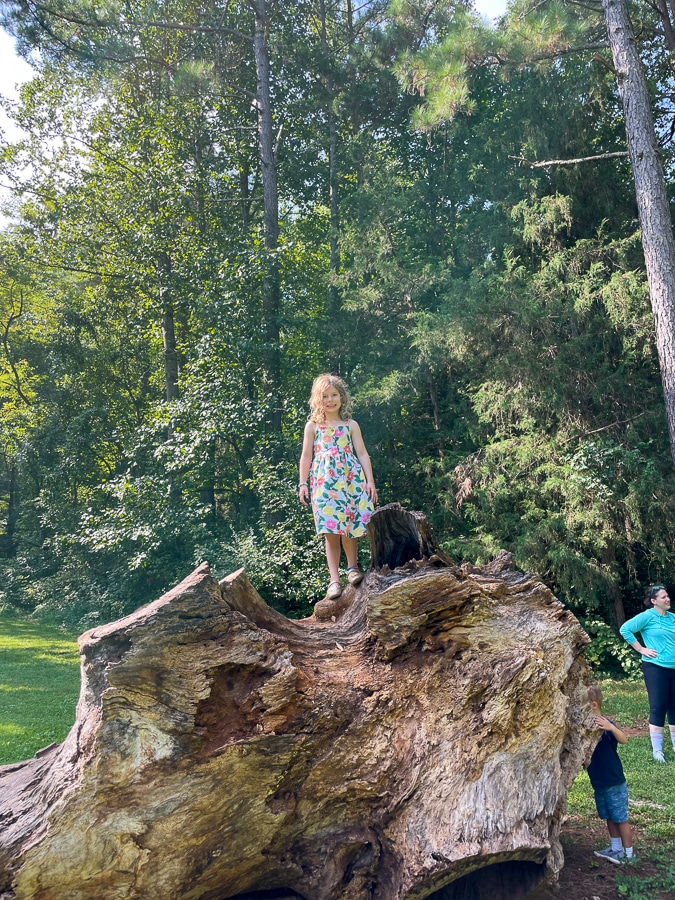 child standing on giant poplar trunk | Cousin Weekend