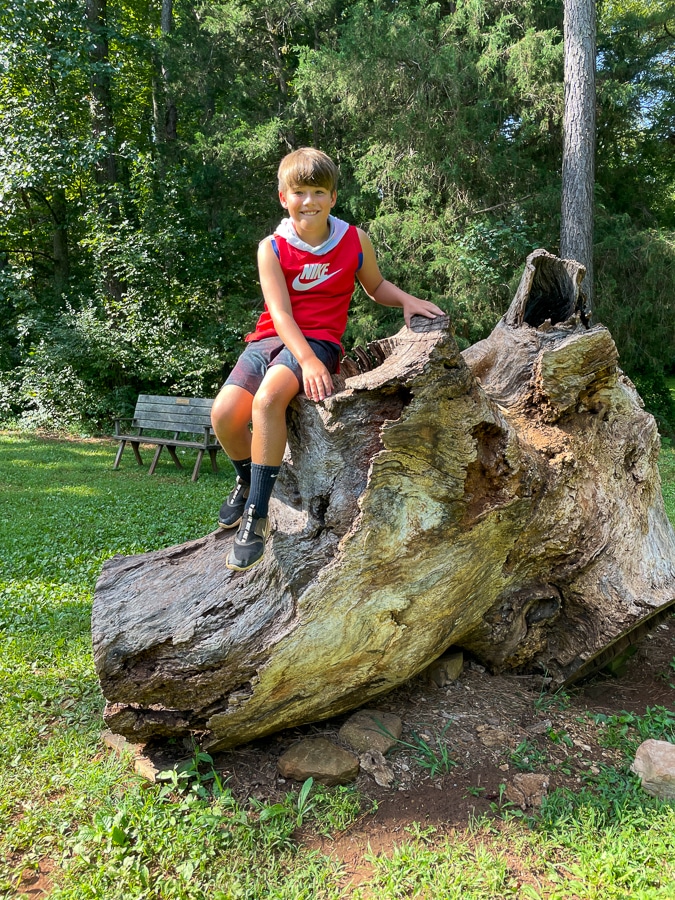 giant poplar trunk Cousin Weekend