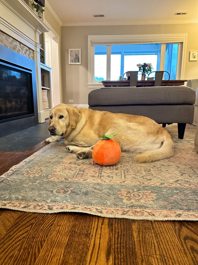 Gussie dog with pumpkin | all about autumn