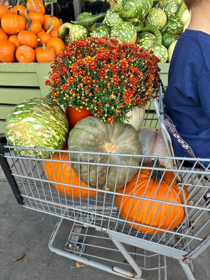 pumpkins and burnt orange mums in shopping cart