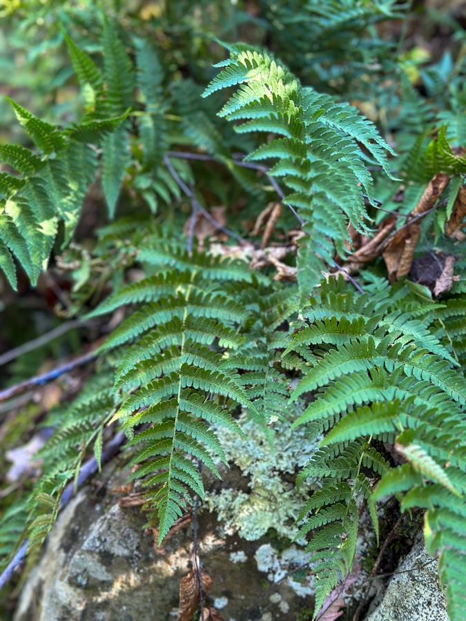 Fall Solstice with Ferns