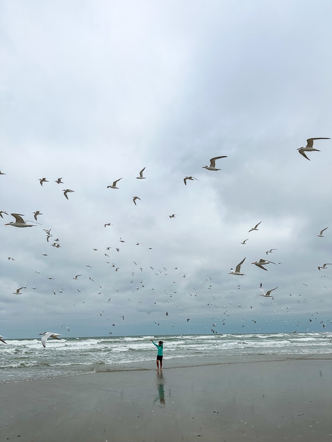 birds flying over Bald Head Island beach