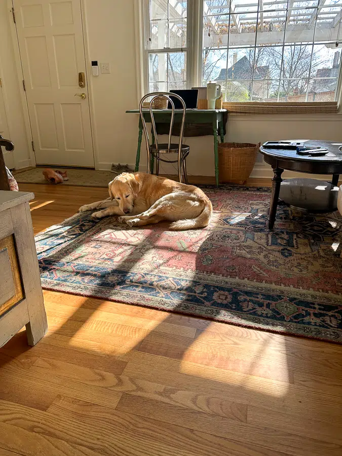 house dog Cottage Living