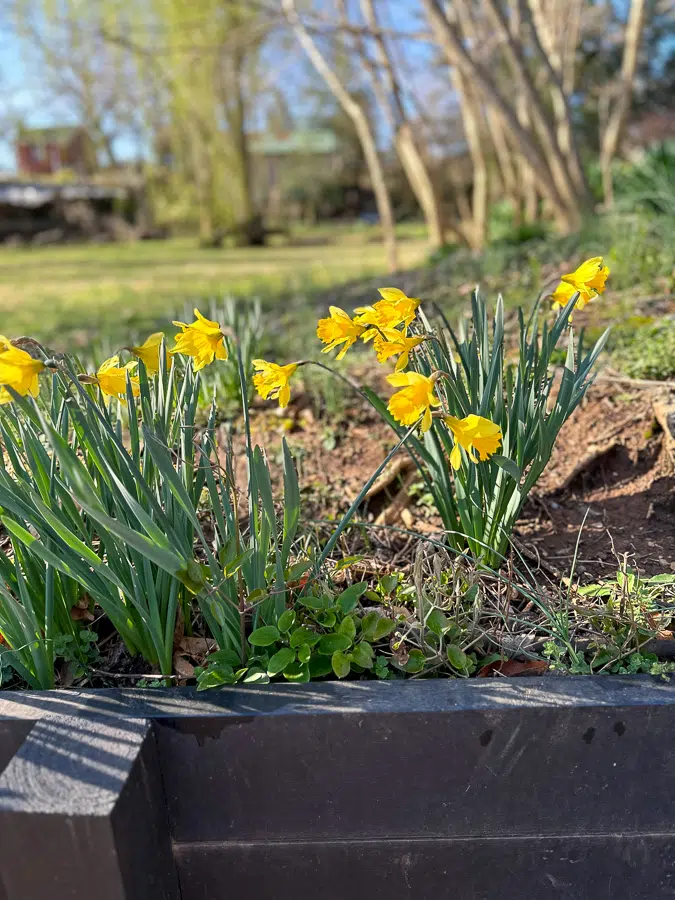 few flowers near end of winter
