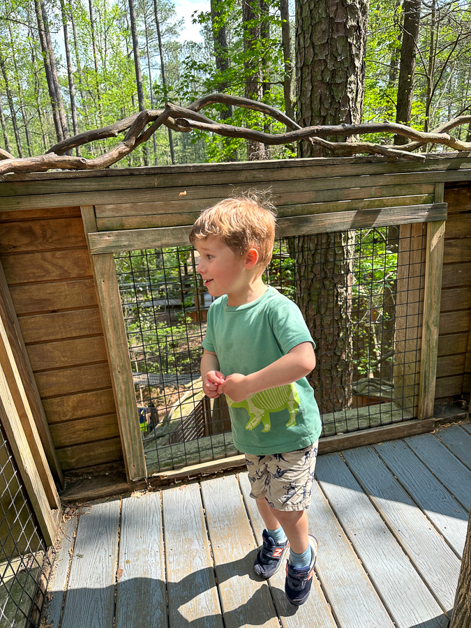Museum of Life and Science treehouse