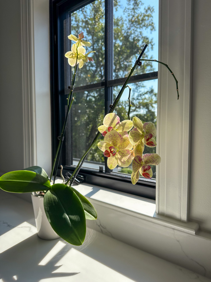 orchid beside window