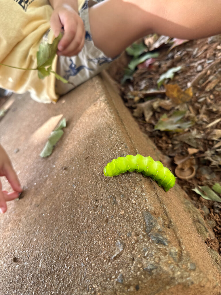 Herman The Worm caterpillar