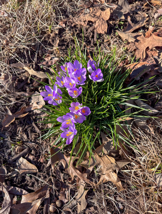 Lately March Edition