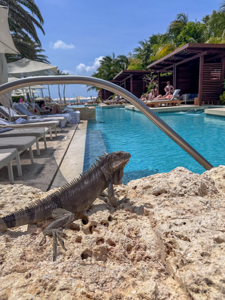 Hyatt Regency Aruba adults only pool