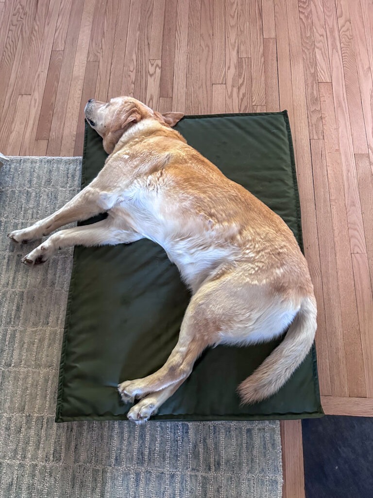 dog bed for Gus | Rosé Thursday